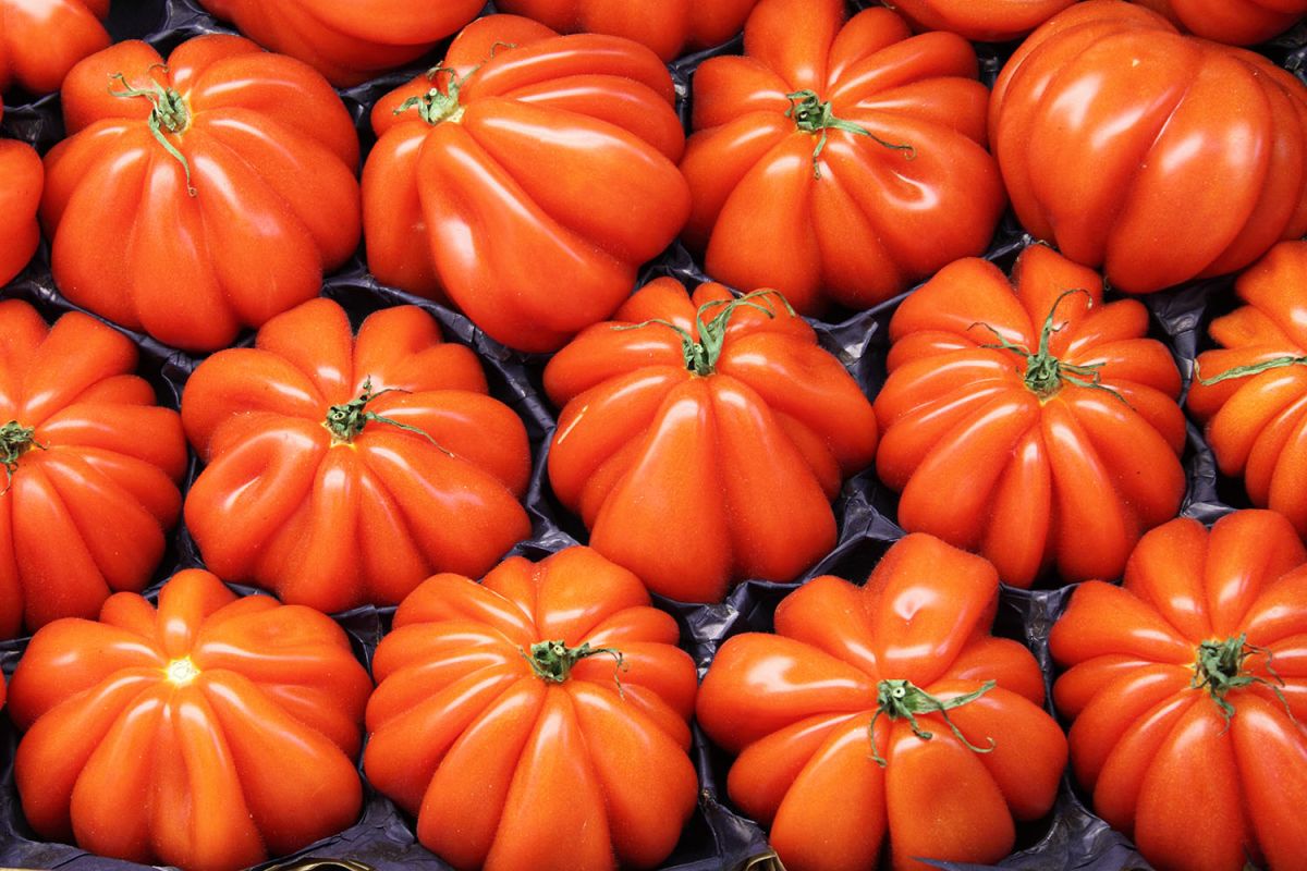 Démêler le vrai du faux : la tomate cœur de bœuf sous les projecteurs