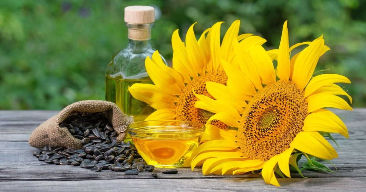 La guerre en Ukraine impacte l'huile de tournesol : décisions surprenantes de la DGCCRF