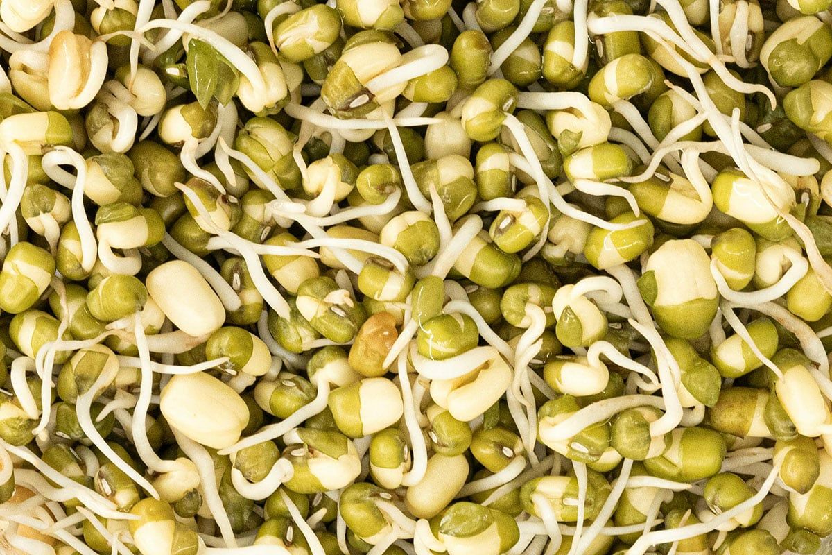 Connaissez-vous la différence entre les pousses de soja et les pousses de haricots mungo ?