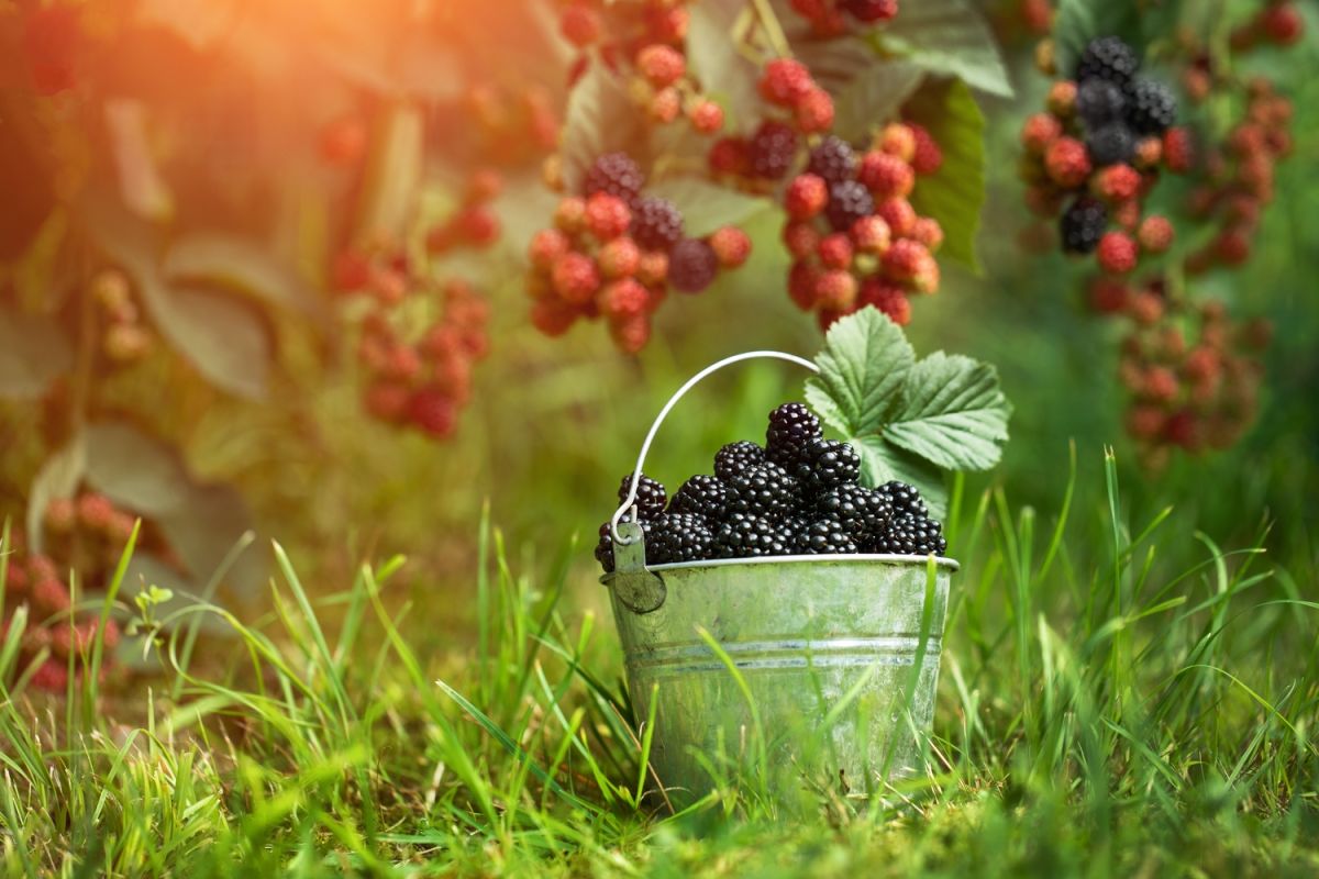 Des recettes savoureuses à base de mûres à découvrir