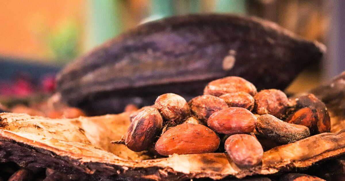 Les délicieuses tribulations du cacao : un voyage gourmand vers l'Asie