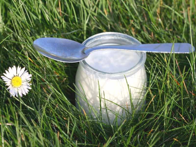 Yaourts : démystification des idées reçues