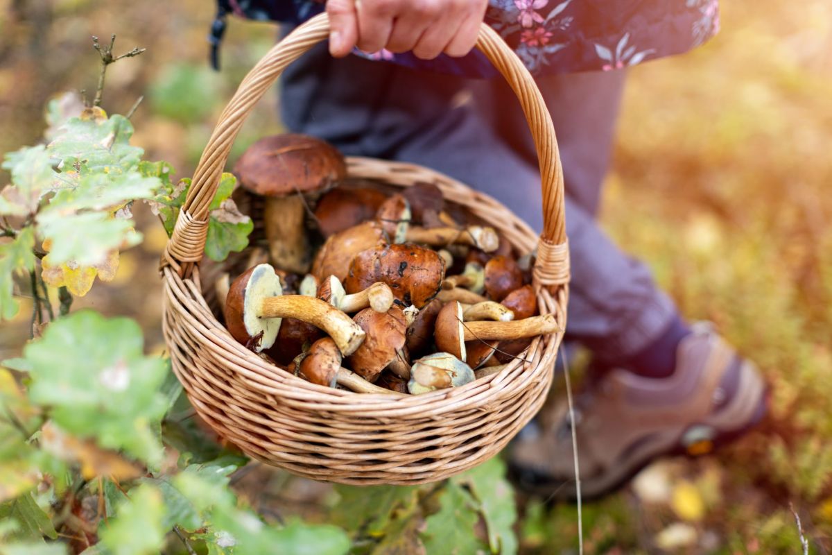 Cueillette d'automne : les trésors cachés des forêts