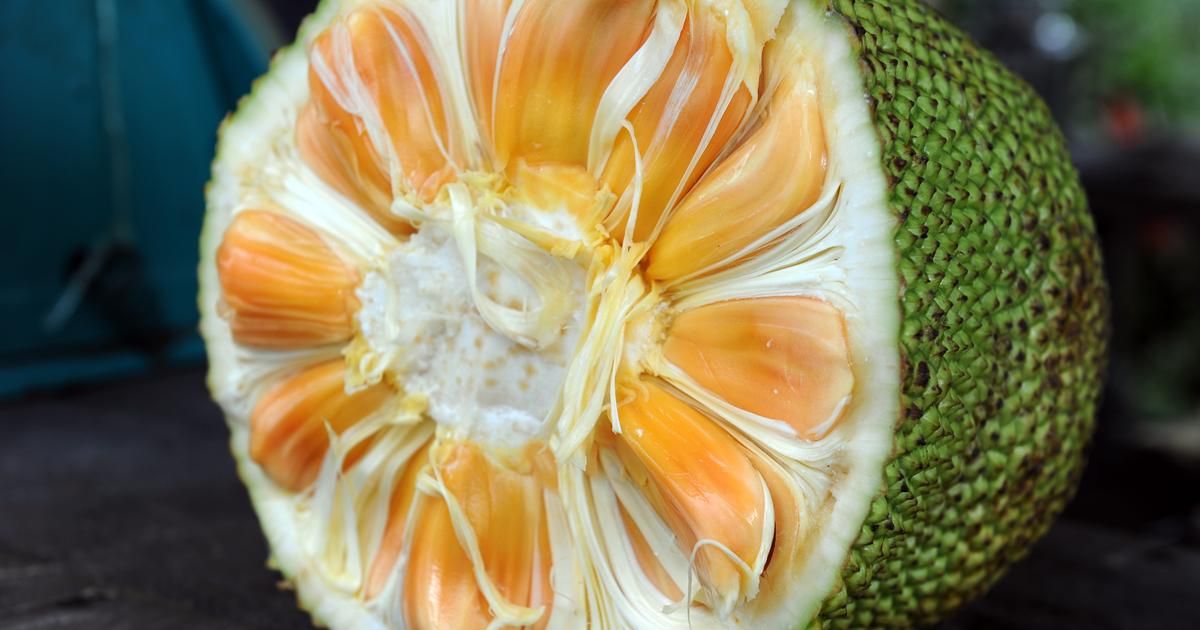 Le jacquier : le super fruit qui séduit les vegans