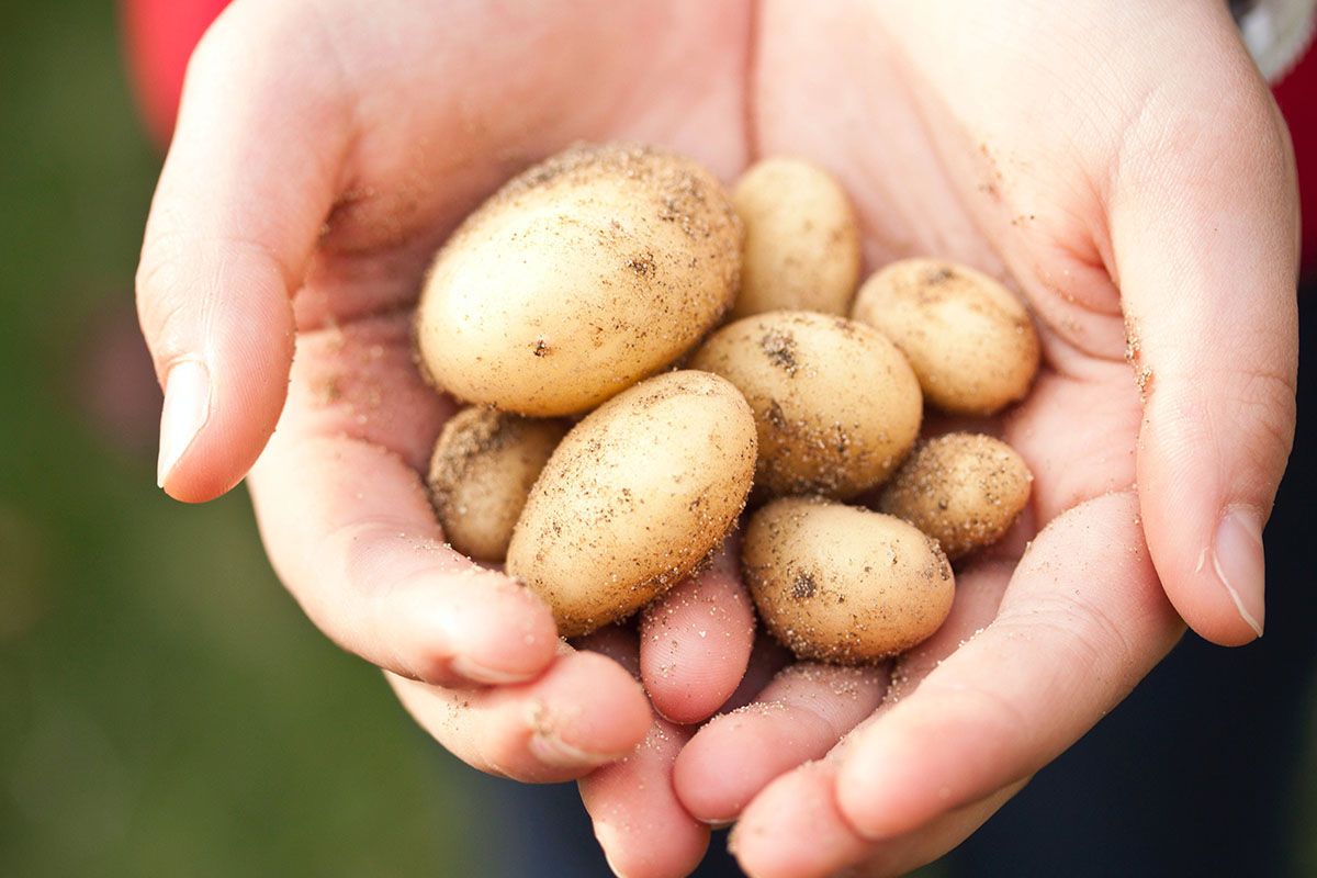 Éplucher les pommes de terre : la vérité révélée