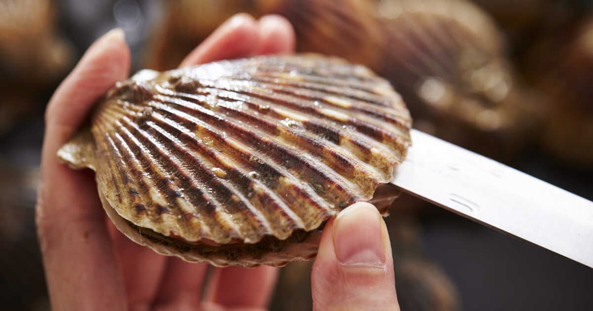 Une astuce de chef pour ouvrir facilement vos coquilles Saint-Jacques