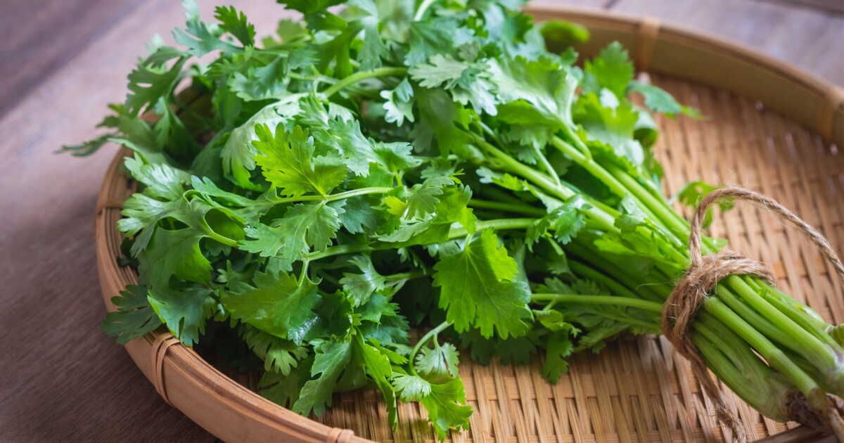 découvrez les vertus insoupçonnées de la coriandre pour votre santé