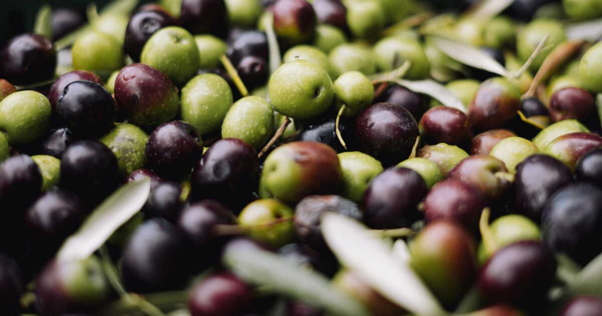 Choisir les olives : un guide pour dénicher les saveurs authentiques