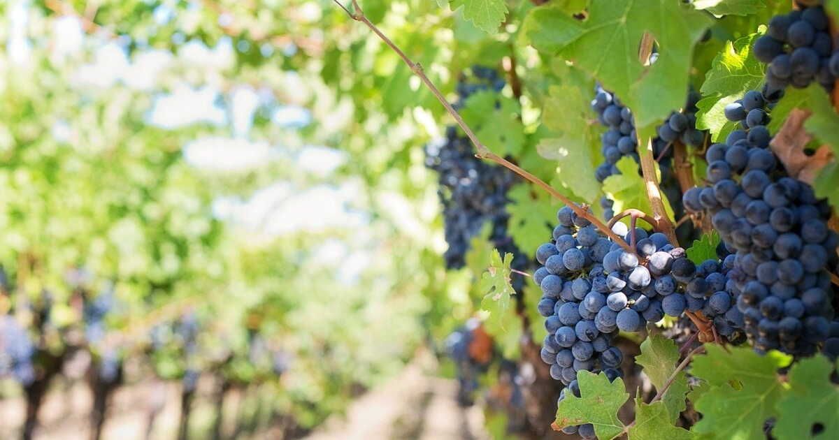 Tout savoir sur le raisin